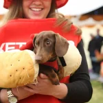 Dorchester Festival: Family Dog Show